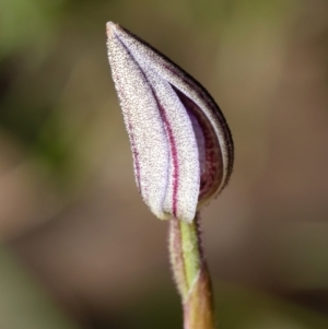 Cyanicula caerulea at Bruce, ACT - 23 Aug 2024