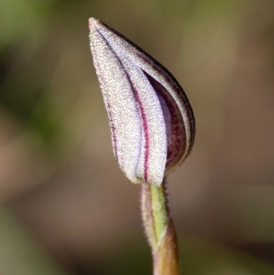 Cyanicula caerulea (Blue Fingers, Blue Fairies) at Bruce, ACT - 23 Aug 2024 by RobertD