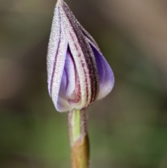 Cyanicula caerulea at Bruce, ACT - 23 Aug 2024