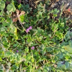 Geranium solanderi var. solanderi (Native Geranium) at Chapman, ACT - 23 Aug 2024 by Mike