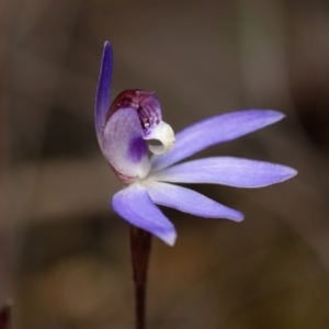 Cyanicula caerulea at Aranda, ACT - 23 Aug 2024