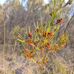 Dodonaea viscosa subsp. angustissima at Chapman, ACT - 23 Aug 2024