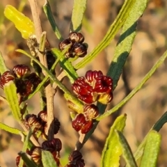 Dodonaea viscosa subsp. angustissima at Chapman, ACT - 23 Aug 2024