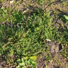 Hypericum perforatum at Chapman, ACT - 23 Aug 2024