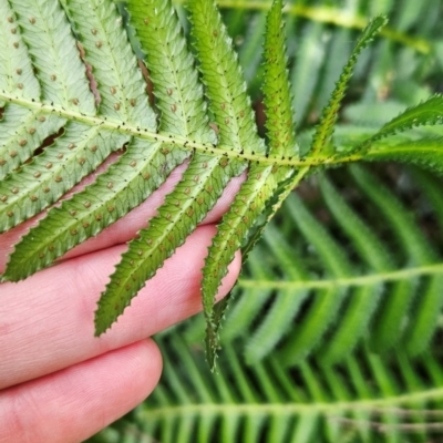 Blechnum neohollandicum (Prickly Rasp Fern) at Greenway, ACT - 23 Aug 2024 by BethanyDunne