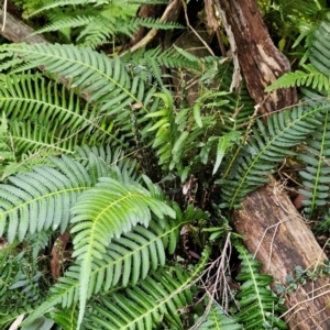 Blechnum neohollandicum at Greenway, ACT - 23 Aug 2024 01:28 PM