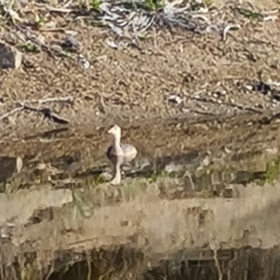 Tachybaptus novaehollandiae (Australasian Grebe) at Chapman, ACT - 23 Aug 2024 by Mike