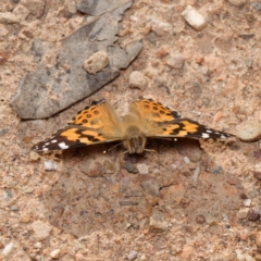 Vanessa kershawi (Australian Painted Lady) at Bruce, ACT - 23 Aug 2024 by RobertD