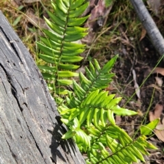 Pellaea calidirupium (Hot Rock Fern) at Greenway, ACT - 23 Aug 2024 by BethanyDunne