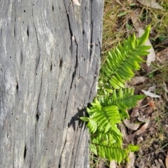 Pellaea calidirupium at Greenway, ACT - 23 Aug 2024