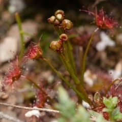 Drosera auriculata (Tall Sundew) at Aranda, ACT - 23 Aug 2024 by RobertD