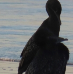 Phalacrocorax sulcirostris at Mon Repos, QLD - 23 Aug 2024 05:06 PM