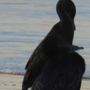 Phalacrocorax sulcirostris at Mon Repos, QLD - 23 Aug 2024 05:06 PM