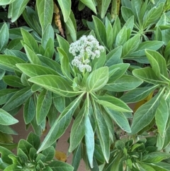 Argusia argentea at Mon Repos, QLD - 23 Aug 2024 05:05 PM