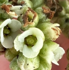 Argusia argentea at Mon Repos, QLD - 23 Aug 2024 05:05 PM