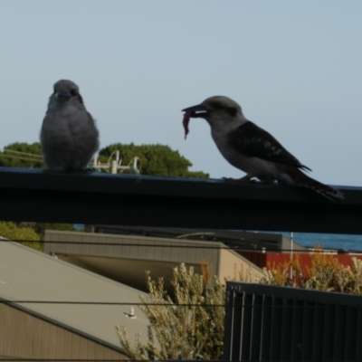 Dacelo novaeguineae (Laughing Kookaburra) at Lorne, VIC - 22 Feb 2022 by WendyEM