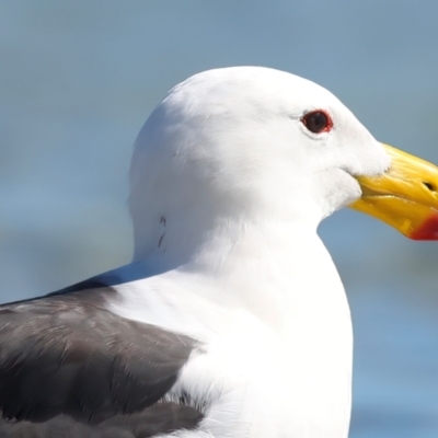 Larus pacificus (Pacific Gull) at Houtman Abrolhos, WA - 19 Apr 2024 by jb2602