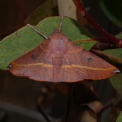 Oenochroma vinaria (Pink-bellied Moth, Hakea Wine Moth) at Freshwater Creek, VIC - 16 Feb 2022 by WendyEM