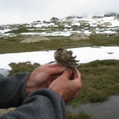 Anthus australis (Australian Pipit) at Thredbo, NSW - 5 Feb 2005 by MB