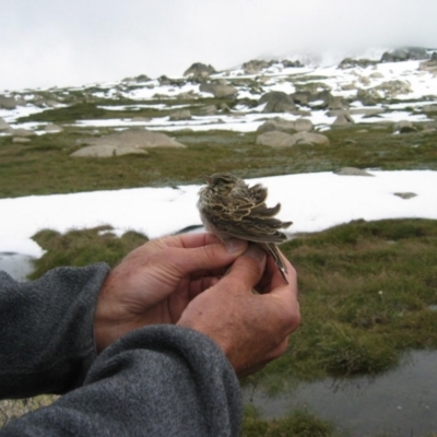 Anthus australis (Australian Pipit) at Thredbo, NSW - 5 Feb 2005 by MB