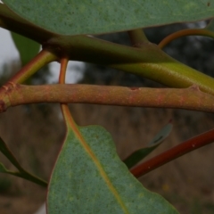 Arhodia lasiocamparia (Pink Arhodia) at Freshwater Creek, VIC - 16 Feb 2022 by WendyEM