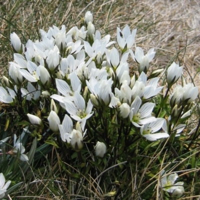 Gentianella muelleriana subsp. alpestris (Mueller's Snow-gentian) at Geehi, NSW - 27 Feb 2005 by MB