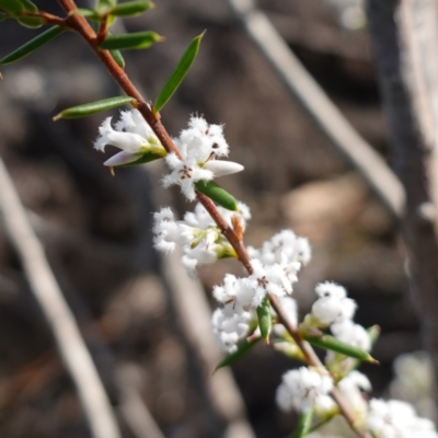 Styphelia ericoides (Pink Beard-Heath) at Tianjara, NSW - 21 Aug 2024 by RobG1