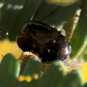 Ditropidus sp. (genus) at Russell, ACT - 23 Aug 2024