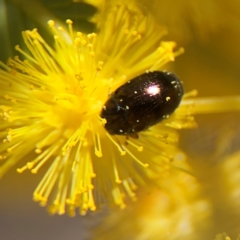 Ditropidus sp. (genus) at Russell, ACT - 23 Aug 2024