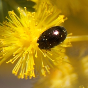 Ditropidus sp. (genus) at Russell, ACT - 23 Aug 2024