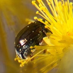 Ditropidus sp. (genus) at Russell, ACT - 23 Aug 2024