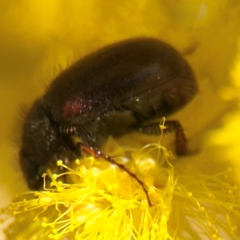 Heteronyx sp. (genus) (Scarab beetle) at Russell, ACT - 23 Aug 2024 by Hejor1