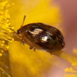 Peltoschema delicatulum at Russell, ACT - 23 Aug 2024 12:54 PM