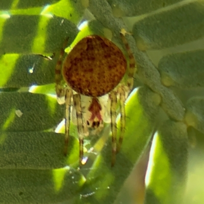 Araneus sp. (genus) at Russell, ACT - 23 Aug 2024 by Hejor1