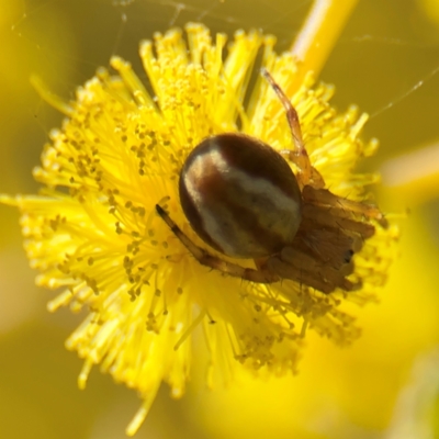 Araneinae (subfamily) at Russell, ACT - 23 Aug 2024 by Hejor1