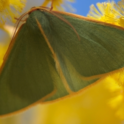 Chlorocoma assimilis (Golden-fringed Emerald Moth) at Russell, ACT - 23 Aug 2024 by Hejor1