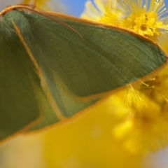 Chlorocoma assimilis at Russell, ACT - 23 Aug 2024 01:02 PM