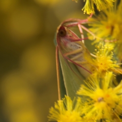 Chlorocoma assimilis at Russell, ACT - 23 Aug 2024