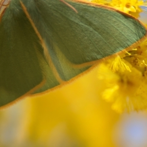 Chlorocoma assimilis at Russell, ACT - 23 Aug 2024