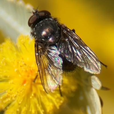 Calliphora sp. (genus) (Unidentified blowfly) at Russell, ACT - 23 Aug 2024 by Hejor1