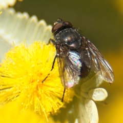 Calliphora sp. (genus) at Russell, ACT - 23 Aug 2024