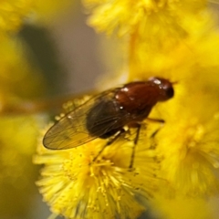 Rhagadolyra magnicornis (Lauxaniid fly) at Russell, ACT - 23 Aug 2024 by Hejor1