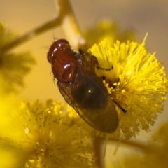 Rhagadolyra magnicornis at Russell, ACT - 23 Aug 2024 01:05 PM