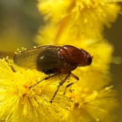 Rhagadolyra magnicornis at Russell, ACT - 23 Aug 2024 01:05 PM