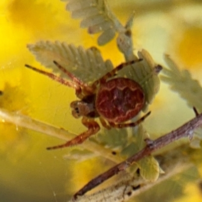 Araneus hamiltoni (Hamilton's Orb Weaver) at Campbell, ACT - 23 Aug 2024 by Hejor1