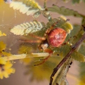 Araneus hamiltoni at Campbell, ACT - 23 Aug 2024 01:23 PM