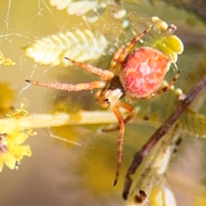 Araneus hamiltoni at Campbell, ACT - 23 Aug 2024 01:23 PM