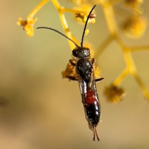 Lasioglossum (Parasphecodes) sp. (genus & subgenus) at Russell, ACT - 23 Aug 2024