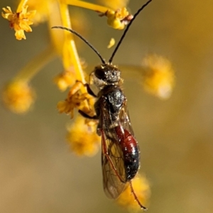 Lasioglossum (Parasphecodes) sp. (genus & subgenus) at Russell, ACT - 23 Aug 2024