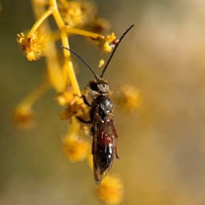 Lasioglossum (Parasphecodes) sp. (genus & subgenus) at Russell, ACT - 23 Aug 2024